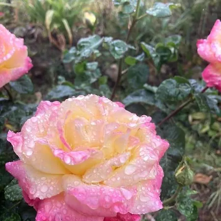 Normand De 1930 * Manneville-sur-Risle