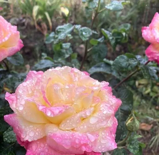 Normand De 1930 * Manneville-sur-Risle